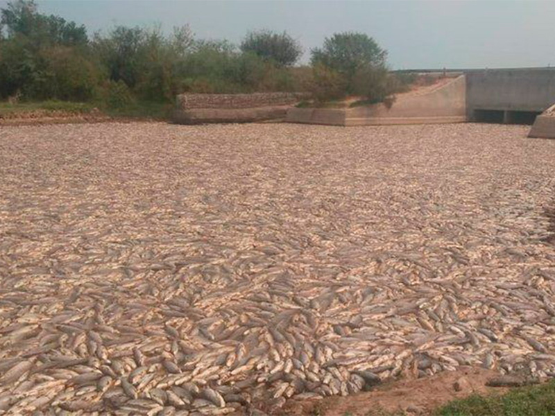 Formosa: miles de peces muertos por un desastre natural