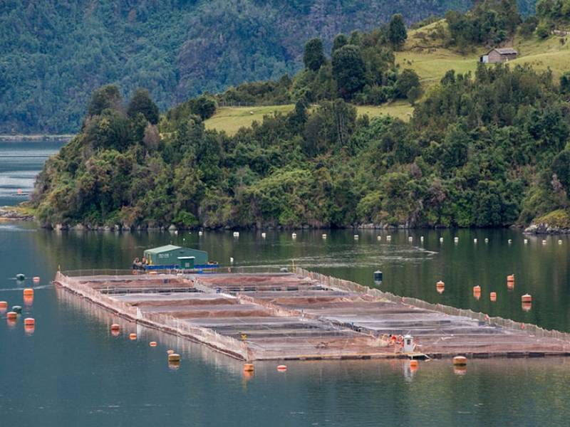 Tierra del fuego prohibió por ley la cría de salmones