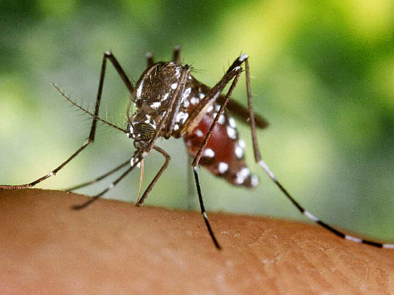 Chikungunya